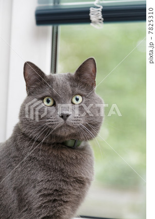 british shorthair cat close up portrait 7825310