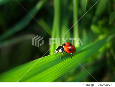 Close-up ladybird on grass 7825851