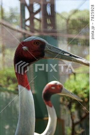 オオヅル オオヅル 7825928