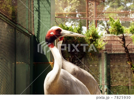 オオヅル 7825930