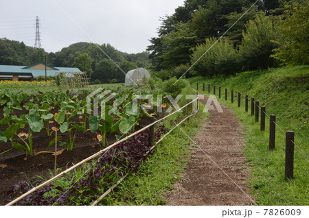 小山内裏公園 八王子市 小山内裏公園 八王子市 7826009