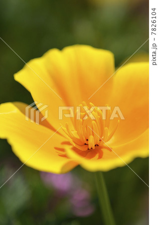 ハナビシソウ(花菱草) ハナビシソウ(花菱草) 7826104