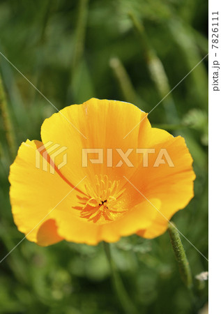 ハナビシソウ(花菱草) ハナビシソウ(花菱草) 7826111
