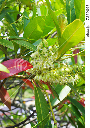 ホルトノキの白い花と紅葉 7829843