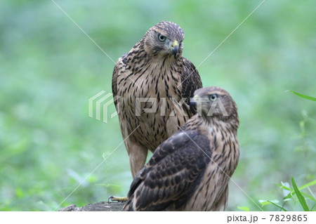 オオタカの幼鳥 7829865