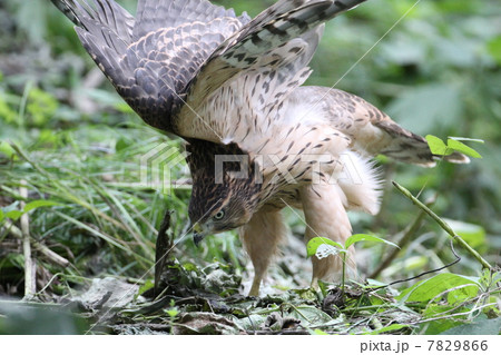 オオタカの幼鳥 オオタカの幼鳥 7829866