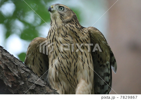 オオタカの幼鳥 7829867