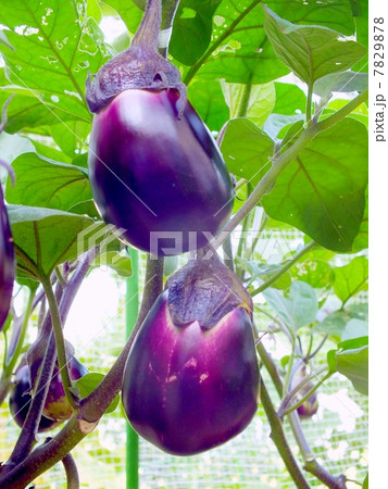 畑の水なす 7829878