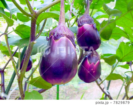 畑の水茄子 7829879