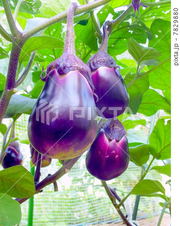 畑の水茄子 7829880