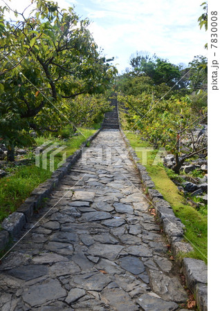 今帰仁城の大手道（沖縄県国頭郡今帰仁村） 7830008