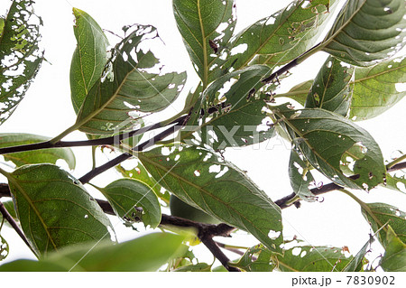 害虫に荒らされた柿の葉 自然と植物の写真素材の写真素材