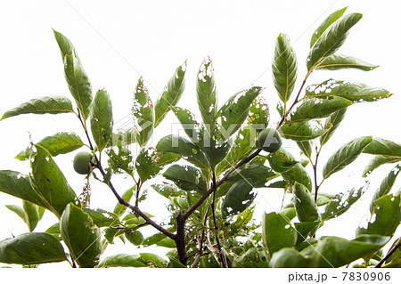 害虫に荒らされた柿の葉 自然と植物の写真素材 害虫に荒らされた柿の葉 自然と植物の写真素材 7830906