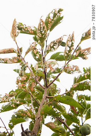 害虫に荒らされた柿の葉　自然と植物の写真素材 7830907