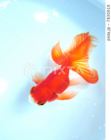 青いタライで泳ぐ金魚の写真素材