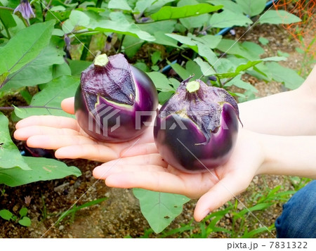 賀茂なす 賀茂なす 7831322