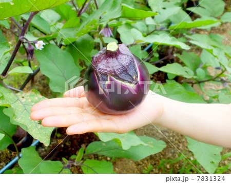 収穫した賀茂なす 7831324