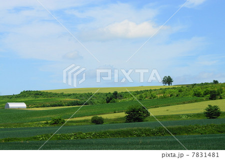 オホーツクの丘陵風景　（網走市） 7831481