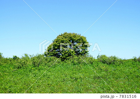 ワッカ原生花園 (北見市) ワッカ原生花園 (北見市) 7831516