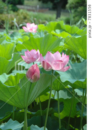 横浜三渓園の名所ハスの花の写真素材 横浜三渓園の名所ハスの花の写真素材