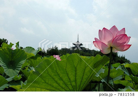 横浜三渓園の名所ハスの花の写真素材