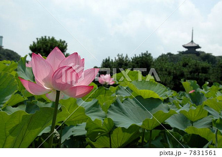 横浜三渓園の名所ハスの花の写真素材 横浜三渓園の名所ハスの花の写真素材