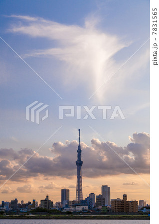 東京スカイツリー夕景 7831565