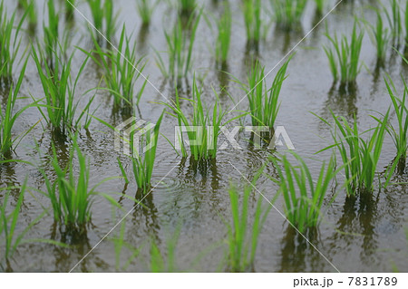 水田の稲 7831789