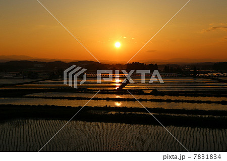 水田と生える夕日　 7831834