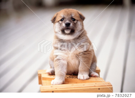 仲良し仔犬 7832027