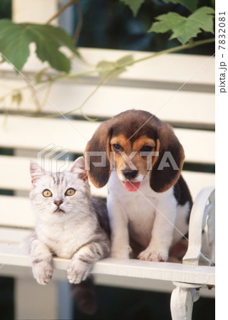 仲良し仔犬 仲良し仔犬 7832081