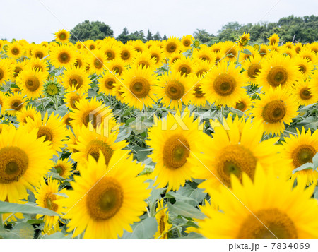 ひまわり畑 ひまわり畑 7834069
