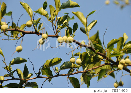 えごの実 7834406