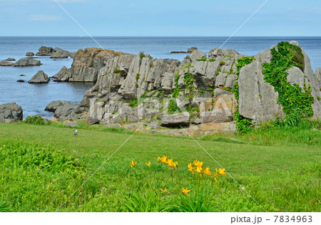 八戸散歩・ニッコウキスゲ　種差海岸 7834963