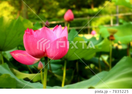 蓮池の蓮 7835225