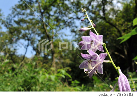夏の花　～コバギボウシ～ 7835282