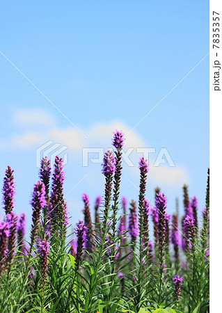 リアトリス リアトリス 7835357