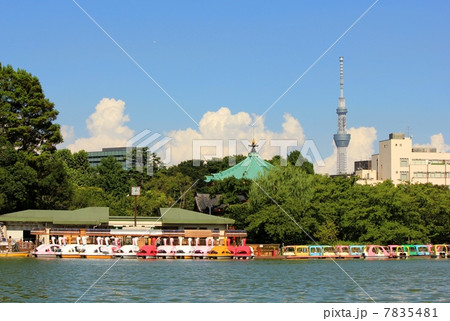 不忍池と東京スカイツリー 不忍池と東京スカイツリー 7835481