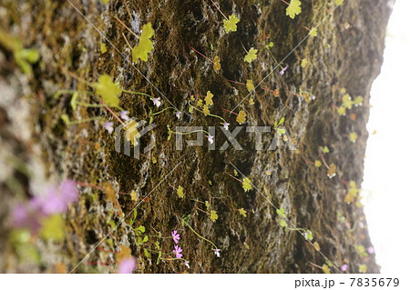 コウシンソウとコウシンコザクラ 7835679