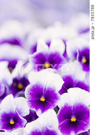 パンジー パンジー 7835766