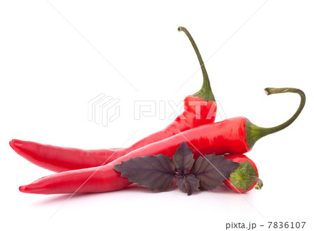 Hot red chili or chilli pepper and basil leaves still life Hot red chili or chilli pepper and basil leaves still life 7836107