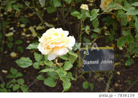 英国のバラ 7836139