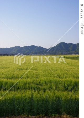 麦畑のある田園風景 麦畑のある田園風景 7836416