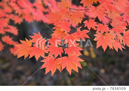 コハウチワカエデの紅葉 7836509