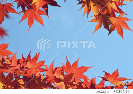 紅葉 7836510