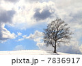 冬の木 7836917