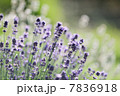 ラベンダー 7836918
