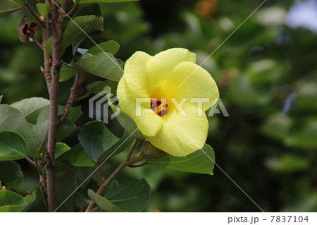 はまぼうの花 はまぼうの花 7837104