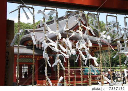 鶴岡八幡宮のおみくじ 7837132