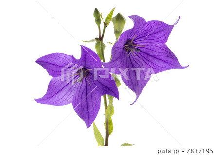 桔梗 7837195